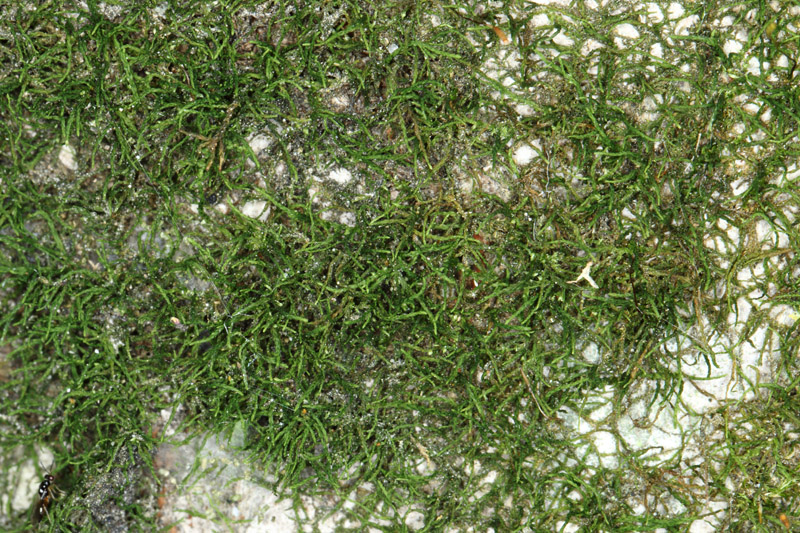 Pseudoleskeella nervosa